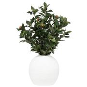 Apphia Planter  main image, 1 of 4 images.