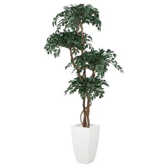 Maacah Planter