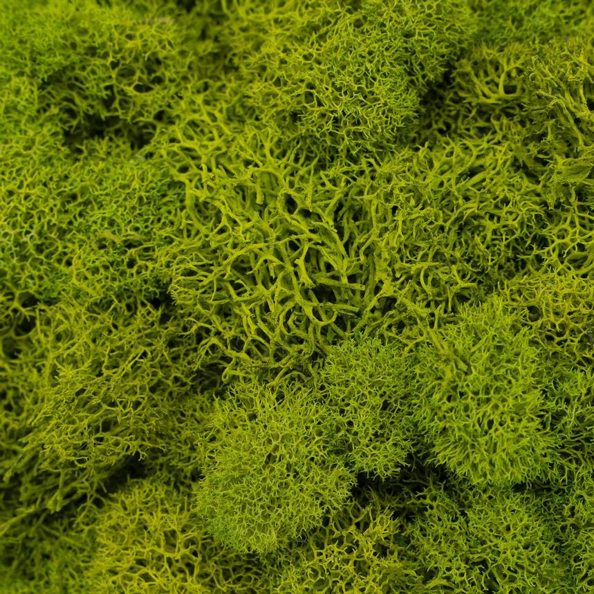 Bazily Plants Decor  alternate image, 6 of 6 images.